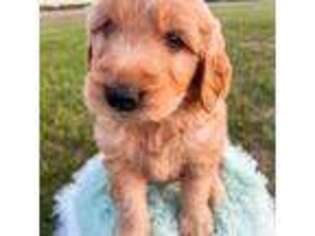 Goldendoodle Puppy for sale in New Richmond, WI, USA
