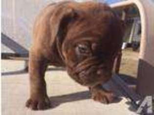 Olde English Bulldogge Puppy for sale in WARNER ROBINS, GA, USA