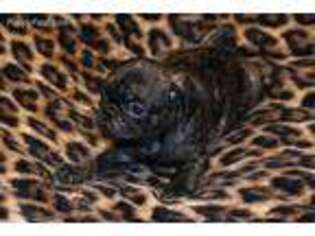 Pug Puppy for sale in Jackson, MS, USA