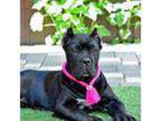 Cane Corso Puppy for sale in Brooklyn, NY, USA