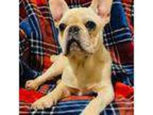 French Bulldog Puppy for sale in Rock Hill, SC, USA