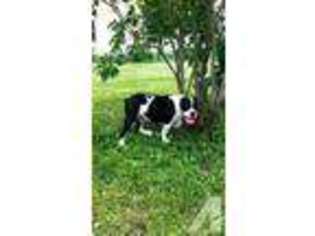 Olde English Bulldogge Puppy for sale in DASSEL, MN, USA