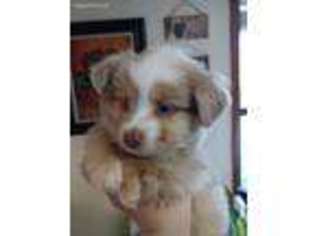 Miniature Australian Shepherd Puppy for sale in Caldwell, TX, USA