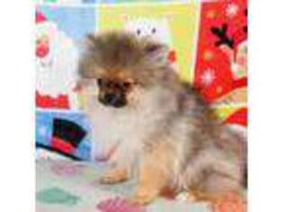 Pomeranian Puppy for sale in Aurora, CO, USA