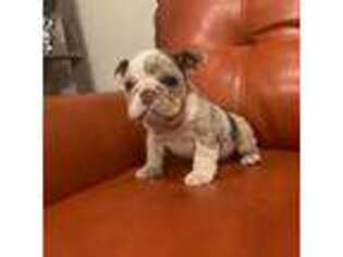 Bulldog Puppy for sale in Creedmoor, NC, USA