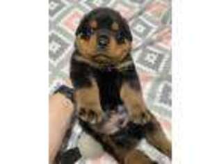 Rottweiler Puppy for sale in Mc Rae, GA, USA