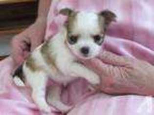 Chihuahua Puppy for sale in ASHTABULA, OH, USA