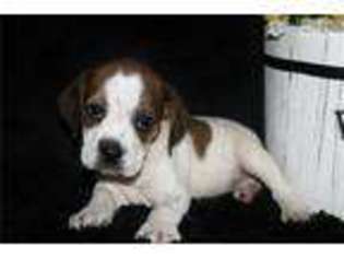 Beabull Puppy for sale in Jonesboro, AR, USA