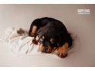 Rottweiler Puppy for sale in Jackson, MS, USA