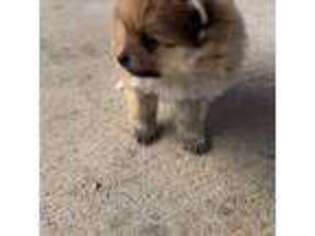 Pomeranian Puppy for sale in Eatontown, NJ, USA