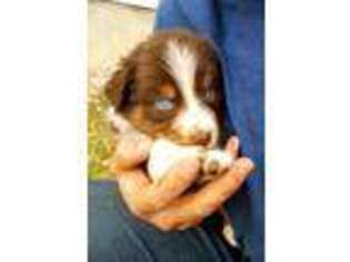 Australian Shepherd Puppy for sale in Arvada, CO, USA