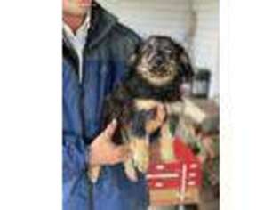 Mutt Puppy for sale in Clarita, OK, USA