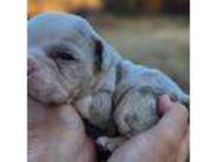 Bulldog Puppy for sale in Jennings, OK, USA