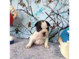 French Bulldog Puppy for sale in Nashville, MI, USA