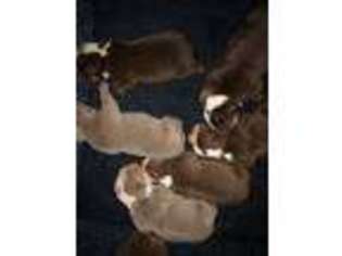 Olde English Bulldogge Puppy for sale in Troy, TX, USA