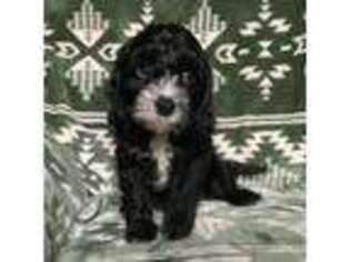 Cavapoo Puppy for sale in Tallahassee, FL, USA