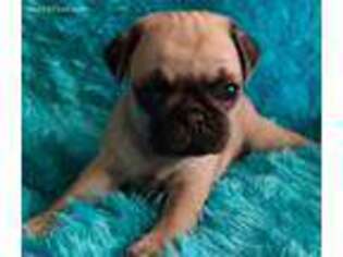 Pug Puppy for sale in Columbus Grove, OH, USA