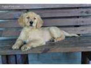 Golden Retriever Puppy for sale in Danville, OH, USA