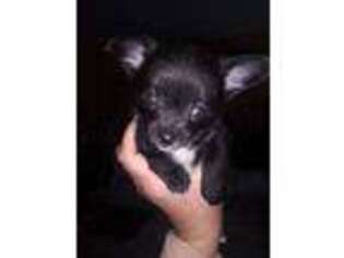 Chihuahua Puppy for sale in Salem, MA, USA