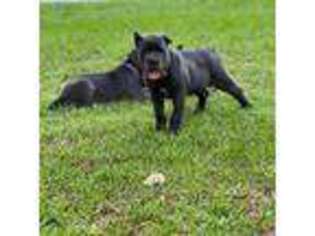 Cane Corso Puppy for sale in Crystal River, FL, USA