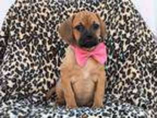 Puggle Puppy for sale in Lancaster, PA, USA