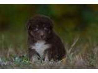 Australian Shepherd Puppy for sale in Aynor, SC, USA