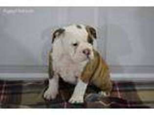 Olde English Bulldogge Puppy for sale in Lagrange, IN, USA