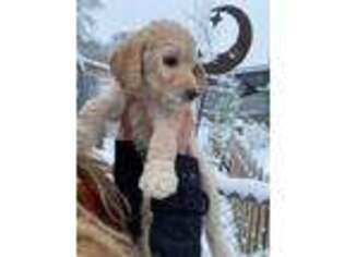 Goldendoodle Puppy for sale in Seattle, WA, USA