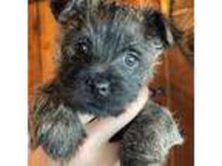 Cairn Terrier Puppy for sale in Lolo, MT, USA