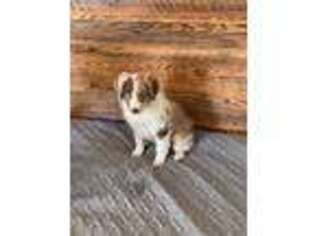 Australian Shepherd Puppy for sale in Mineral Springs, AR, USA
