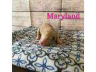 Mutt Puppy for sale in Ellenburg Depot, NY, USA