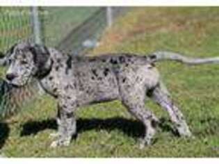 Great Dane Puppy for sale in Salem, VA, USA