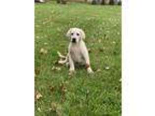 Labrador Retriever Puppy for sale in Randolph, WI, USA
