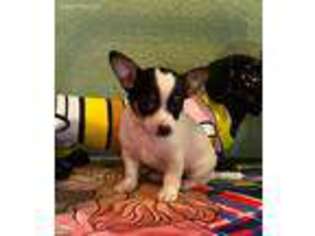 Chihuahua Puppy for sale in Hico, TX, USA