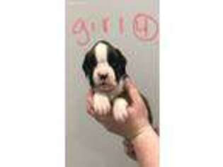 Boxer Puppy for sale in Wright City, MO, USA