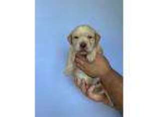 Labrador Retriever Puppy for sale in Coarsegold, CA, USA