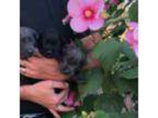 Labrador Retriever Puppy for sale in Rogersville, MO, USA