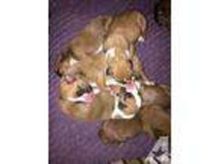Boxer Puppy for sale in EAST ORANGE, NJ, USA