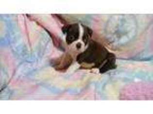 Boston Terrier Puppy for sale in Adams, NY, USA