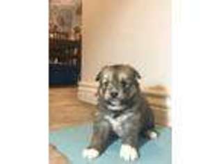 Mutt Puppy for sale in Smithfield, UT, USA