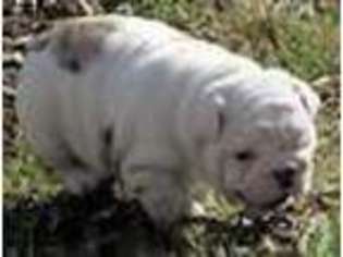 Bulldog Puppy for sale in HOWARD LAKE, MN, USA