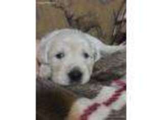 Mutt Puppy for sale in Kalkaska, MI, USA