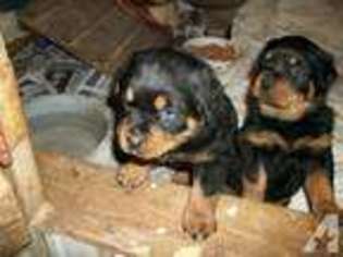 Rottweiler Puppy for sale in CITRONELLE, AL, USA