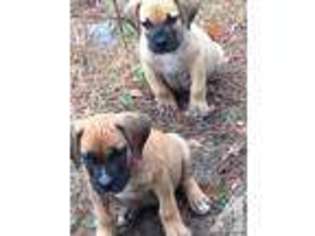 Boerboel Puppy for sale in SUMTER, SC, USA