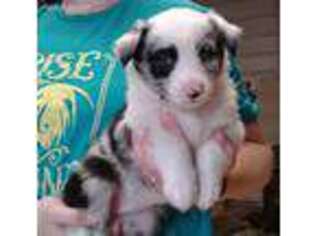 Australian Shepherd Puppy for sale in Dawsonville, GA, USA