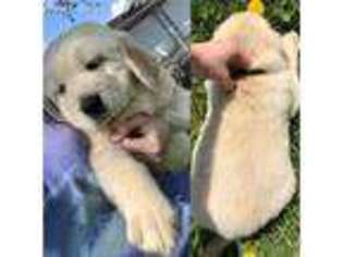 Golden Retriever Puppy for sale in Amarillo, TX, USA