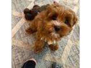 Cavapoo Puppy for sale in San Francisco, CA, USA