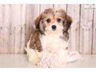 Cavachon Puppy for sale in Columbus, OH, USA