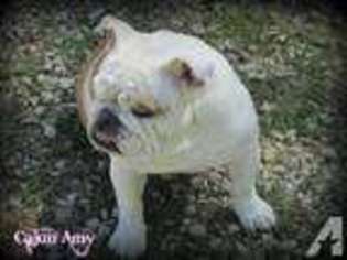 Bulldog Puppy for sale in NEWBURG, MO, USA