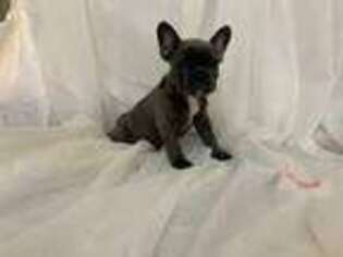 French Bulldog Puppy for sale in Cassopolis, MI, USA